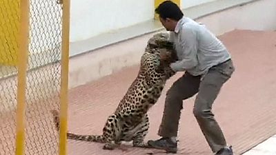 Leopardo invade escola na Índia