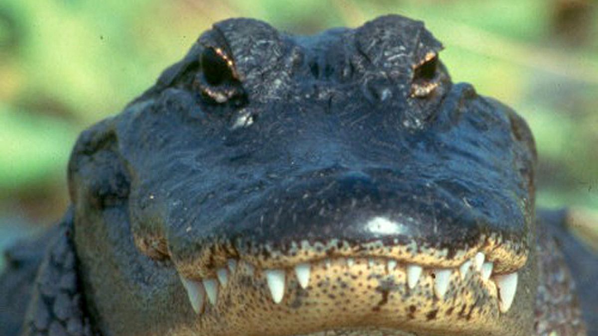 Mann wirft Alligator: "tödliche Waffe"