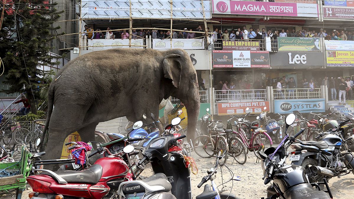 Un elefante fuori controllo in India