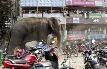 فيل يثير الهلع في بلدة هندية