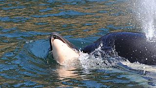 Mother orca pushes dead calf to the surface for two days