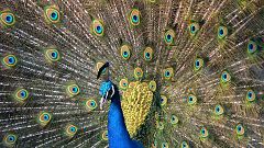 Indien: Pfau könnte bald als Schädling gelten