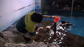 Deniz samurundan Sevgililer Günü'ne özel şov