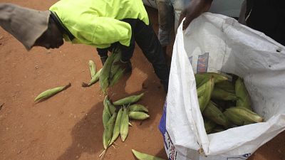 Drought forces Zambia to ban maize exports to Zimbabwe