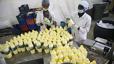 Nigeria's dairy sector struggles to stay afloat