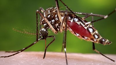 Yellow fever outbreak leaves more than 50 dead in Angola