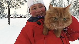 El gato noruego al que le gusta esquiar