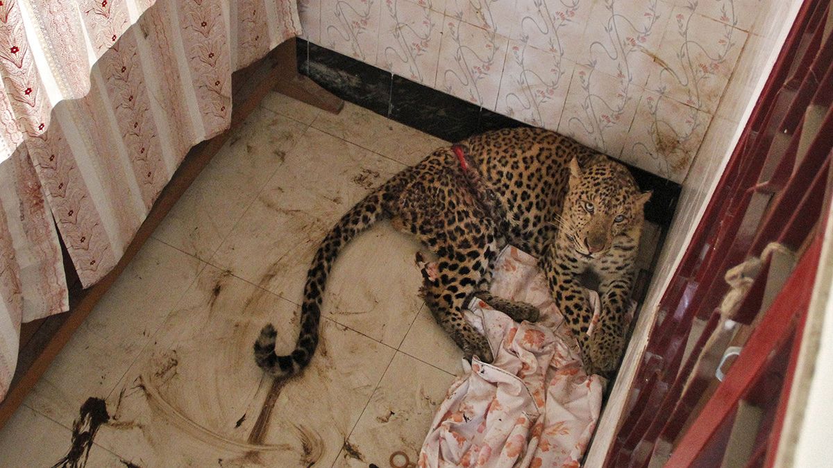 Indien: Schwer zu bändigender Leopard ist erneut entwischt