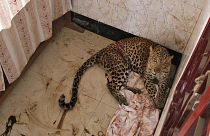 Indien: Schwer zu bändigender Leopard ist erneut entwischt
