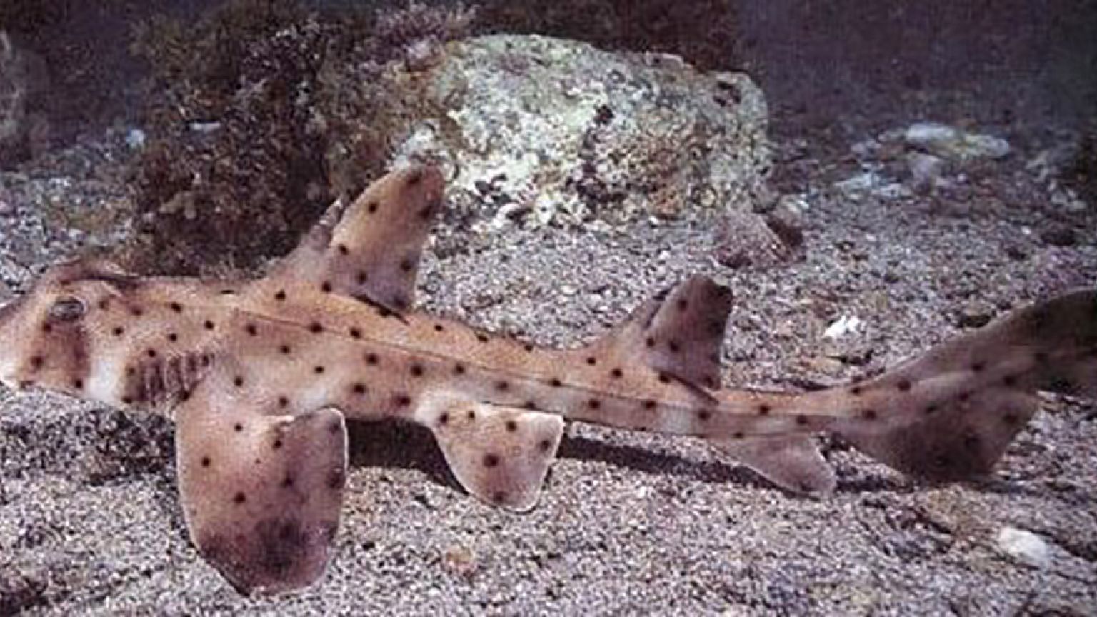 Image: Horn Shark