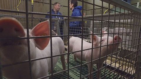 Takeaway: from peelings to pork