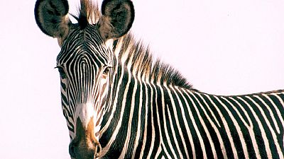 First Grevy's zebra census conducted in Kenya