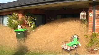 "Hairy panic" - Welt verwundert über Pflanzenplage in Wangaratta