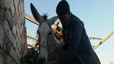Egyptian boy trains donkey to jump hurdles