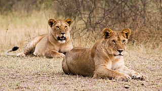 Nairobi : 2 lionnes dans la ville