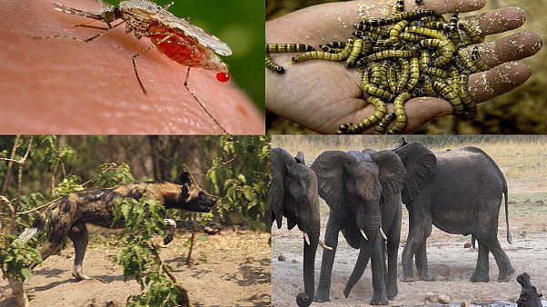 Los mosquitos son los animales más mortíferos del mundo Los mosquitos son los animales más mortíferos del mundo