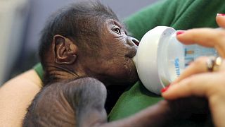 Baby gorilla born after rare C-section