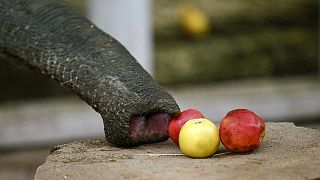 Streit um Zugriff auf Mobiltelefone: Demonstrationen gegen Behörden