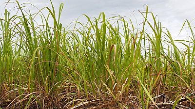 Cameroun : la sécheresse menace la production sucrière