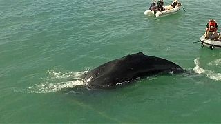 Salvan a una ballena jorobada de una malla de pesca