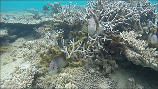 Mauritius: corals threatened by global warming