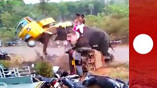 [Vídeo] India: un elefante que balanceaba coches