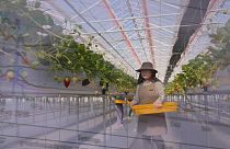 اليابان: بعد خمس سنوات على كارثة تسونامي، تراهن على الزراعة بتقنية عالية
