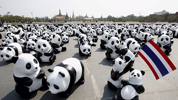 Thailandia: l'invasione dei panda! Thailandia: l'invasione dei panda!