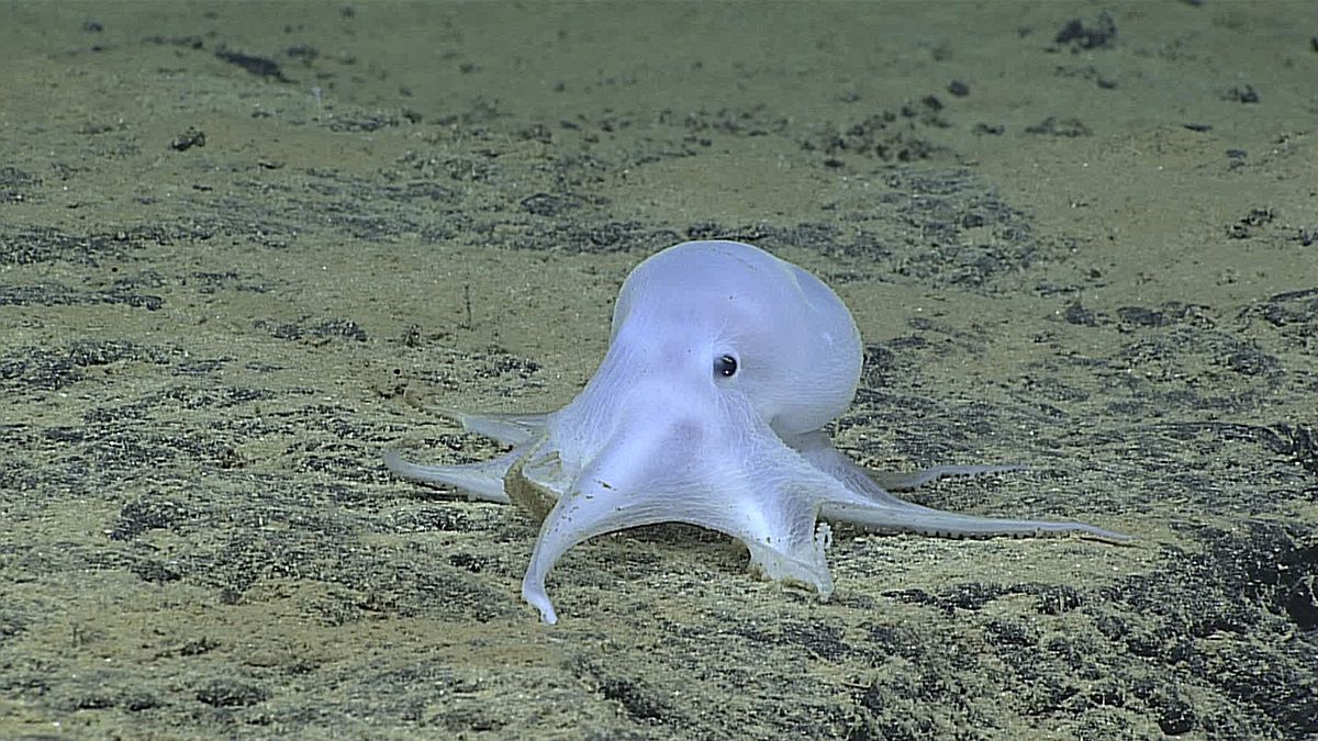 Casper the friendly Octopus