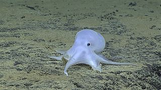 Gespenst-Krake tief im Meer entdeckt