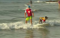 Les chiens les plus cool du monde sont au Noosa Festival of Surfing