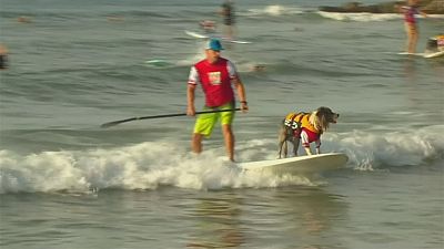 Cães surfistas à procura do título