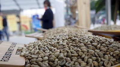 Cameroon: CCIC to produce 2 million coffee plants by 2017