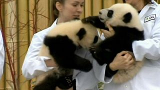 Entzücken im Zoo: Riesenpanda-Babys machen ersten Auftritt in Toronto