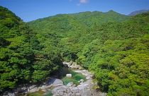 Postcards from Japan: Hiking on Yakushima island