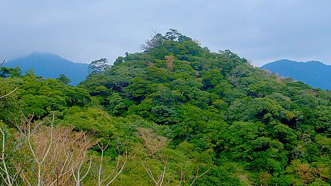 A lush island paradise of mountains and ancient trees