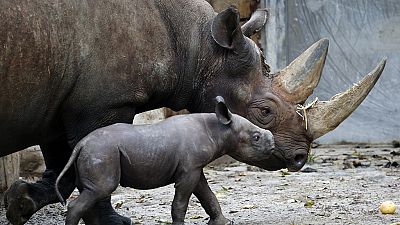 Braconnage record de rhinocéros en Afrique en 2015 (UICN)