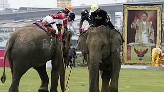 14th Edition of Elephant Polo Tournament held in Thailand