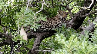 L'Afrique du Sud interdit la chasse au léopard