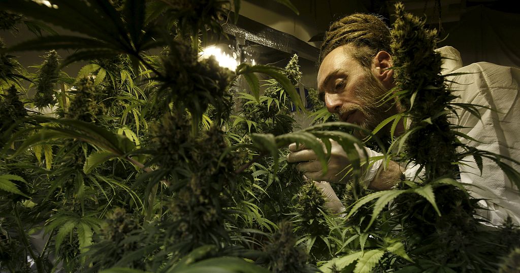 Смотреть фильм выращивание марихуаны сколько времени выходят из организма наркотики