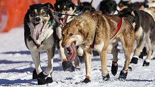 Szánhúzó kutyát ölt egy támadó az alaszkai versenyen