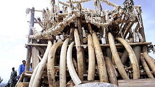 Malawi destroys $3 million worth of ivory