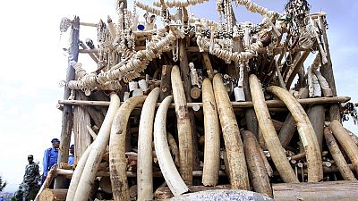 2,6 tonnes d'ivoire incinérées par le Malawi