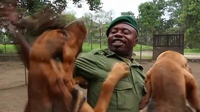 Canine unit helps rangers in DRC fight poachers