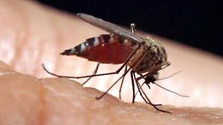 Zika: már Kuba is veszélyben