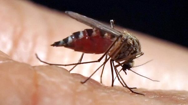 Cuba, prima paziente infettata dal virus Zika senza aver viaggiato all'estero Cuba, prima paziente infettata dal virus Zika senza aver viaggiato all'estero