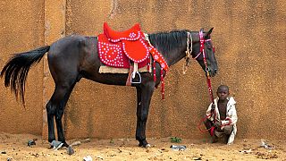 Niger : course de chevaux