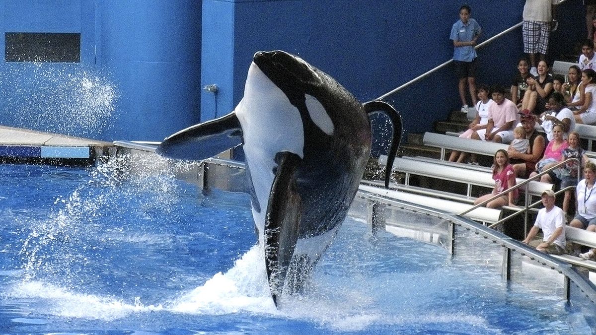 ABD'li su parkı katil balina yetiştirmekten vazgeçti