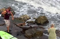 Amerikalı balıkçı dev köpekbalığı yakaladı