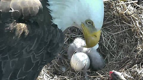 Es un aguilucho!